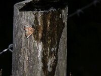 Scoliopteryx libatrix 8, Roesje, Saxifraga-Peter Meininger
