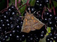 Scoliopteryx libatrix 9, Roesje, Saxifraga-Kars Veling