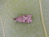 Scoparia ambigualis