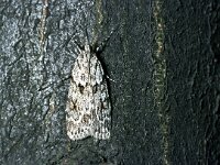 Scoparia basistrigalis