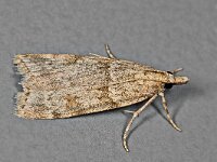 Scoparia manifestella