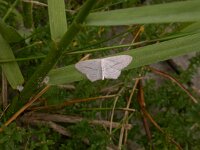 Scopula emutaria, Rosy Wave