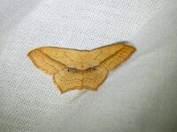 Scopula imitaria