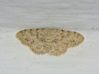 Scopula luridata
