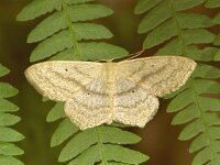 Scopula nigropunctata, Sub-angled Wave