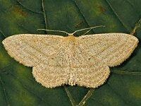 Scopula virgulata