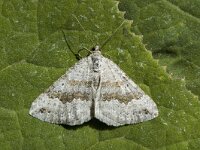 Scotopteryx bipunctaria, Chalk Carpet