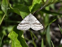 Scotopteryx coarctaria