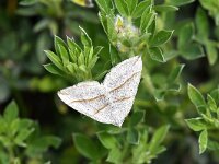 Scotopteryx luridata