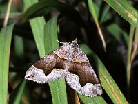 Scotopteryx moeniata