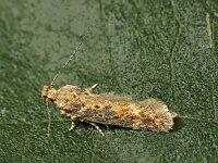 Scrobipalpa ocellatella