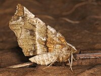 Selenia dentaria 3, Herculesje, Saxifraga-Ab H Baas