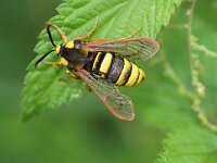 Sesia apiformis 13, Hoornaarvlinder, Saxifraga-Joep Steur