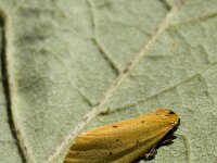 Setina irrorella, Dew Moth
