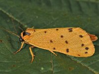 Setina irrorella 3, Tijgerbeertje, Saxifraga-Zoran-Bozovic