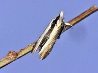 Shargacucullia gozmanyi