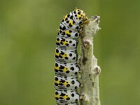 Shargacucullia lychnitis, Striped Lychnis