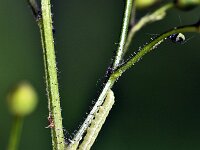 Shargacucullia prenanthis