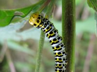 Shargacucullia scrophulariae, Water Betony