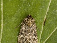 Sideridis reticulata, Bordered Gothic
