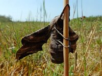 Smerinthus ocellatus 18, Pauwoogpijlstaart, Saxifraga-Ed Stikvoort : Schotsman 1 mei 2024