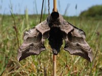 Smerinthus ocellatus 19, Pauwoogpijlstaart, Saxifraga-Ed Stikvoort : Schotsman
