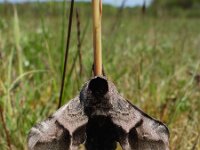 Smerinthus ocellatus 21, Pauwoogpijlstaart, Saxifraga-Ed Stikvoort : Schotsman