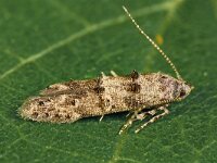 Sorhagenia rhamniella