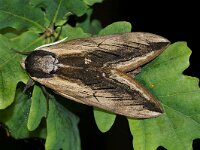 Sphinx ligustri 23, Ligusterpijlstaart, Saxifraga-Joep Steur