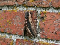 Sphinx ligustri 6, Ligusterpijlstaart, Saxifraga-Jaap Schelvis