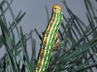 Sphinx pinastri, Pinehawk