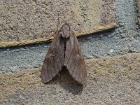 Sphinx pinastri 2, Dennenpijlstaart, Vlinderstichting-Henk Bosma