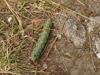 Sphinx pinastri 23, Dennenpijlstaart, Saxifraga-Hans Grotenhuis
