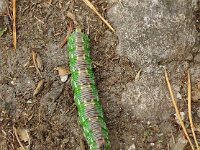 Sphinx pinastri 24, Dennenpijlstaart, Saxifraga-Hans Grotenhuis