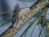 Sphinx pinastri 4, Dennenpijlstaart, female, ex larva, Saxifraga-Frits Bink