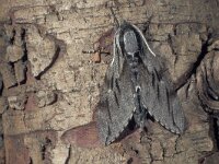 Sphinx pinastri 5, Dennenpijlstaart, male, ex larva, Saxifraga-Frits Bink