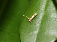 Stathmopoda pedella 2, Pootmot, Saxifraga-Rutger Barendse