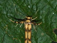 Stathmopoda pedella 5, Pootmot, Saxifraga-Foto Fitis-Adriaan Dijksen