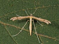 Stenoptilia bipunctidactyla