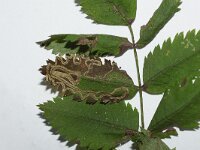 Stigmella nylandriella