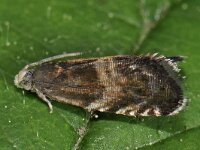 Strophedra nitidana 4, Zwarte eikenbladroller, male, Saxifraga-Ab H Baas
