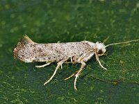 Swammerdamia compunctella