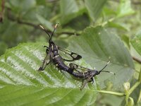 Synanthedon spheciformis