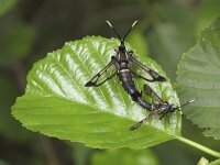 Synanthedon spheciformis 2, Elzenwespvlinder, Saxifraga-Rob Felix : Animalia, Arthropoda, Insecta, Lepidoptera, Project Natuurbalans, animal, arthropod, butterfly, dier, dieren, geleedpotige, geleedpotigen, insect, insecten, vlinder, vlinders