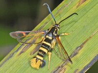 Synanthedon vespiformis, Yellow-legged Clearwing