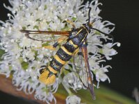 Synanthedon vespiformis 01 #08499 : Synanthedon vespiformis, Eikenwespvlinder