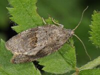 Syndemis musculana 2, Struikbladroller, Saxifraga-Ab H Baas