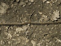 Thaumetopoea pityocampa, Pine Processionary