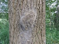 Thaumetopoea processionea 18, Eikenprocessierups, Saxifraga-Mark Zekhuis