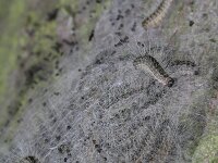 Thaumetopoea processionea 2, Eikenprocessierups, Saxifraga-Rutger Barendse